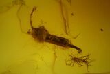 Detailed Fossil Spider, Springtail, Mite and Fly in Baltic Amber #163481-1